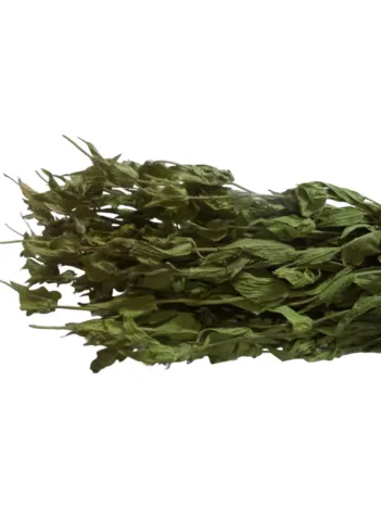 Adaçayı Alanya-antalya Dmt Adaçayı Alanya-antalya Dmt