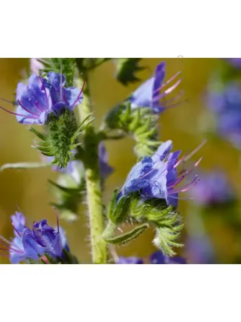 Engerek Otu Çiçeği-echium Vulgare