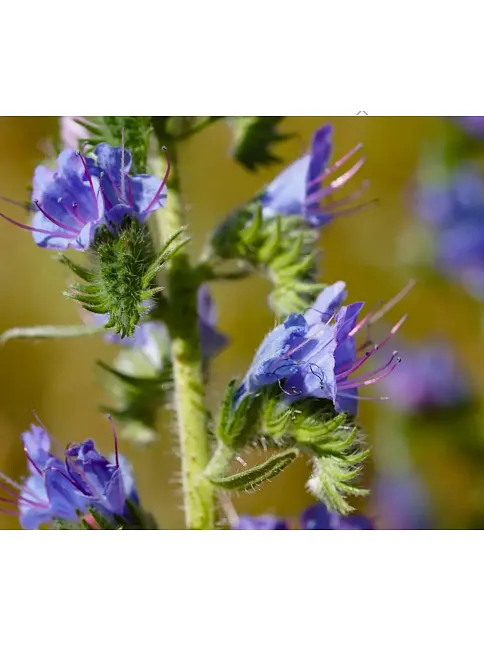 Engerek Otu Çiçeği-echium Vulgare
