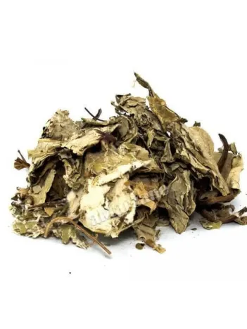 Öksürük Otu  Farfara (deve Tabanı)