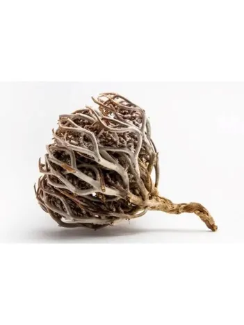 Sanita Meryem Ana Eli Bitkisi 50 Gr