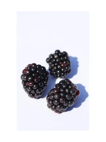 Böğürtlen Meyvesi