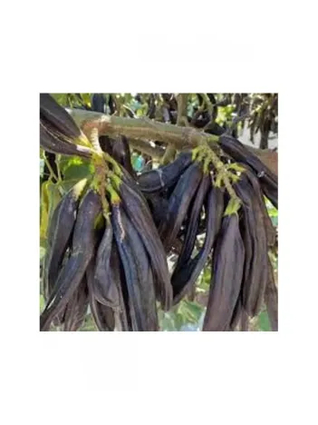 Köylüoğlu Keçiboynuzu Tane Mor Koli 12 Kglik