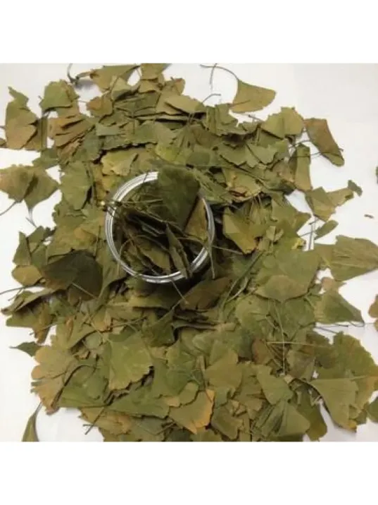 Ginkgo Biloba Yaprak