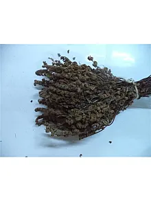 Altın Otu Kahverengi Demet