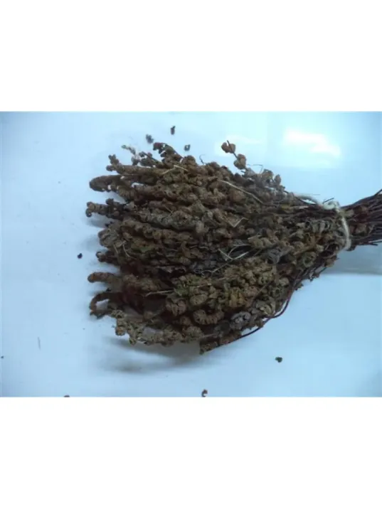 Altın Otu Kahverengi Demet