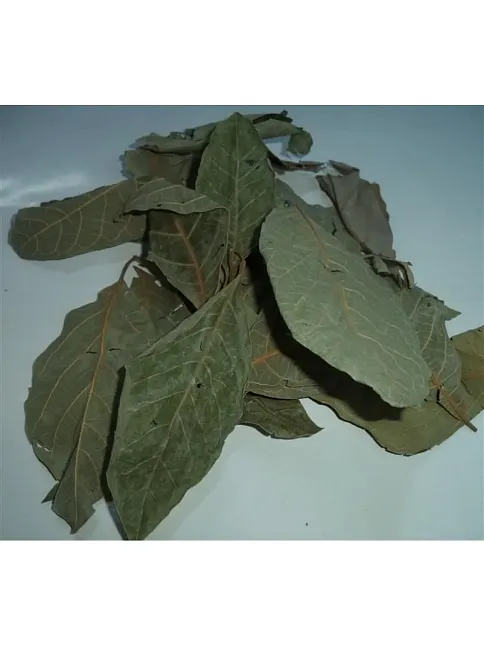 Avokado Yaprağı