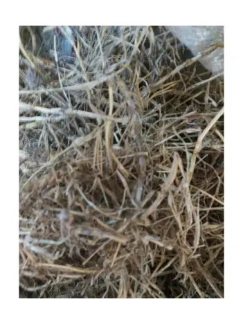Ayrık Otu Kökü-çatal Otu-rhizoma Graminis