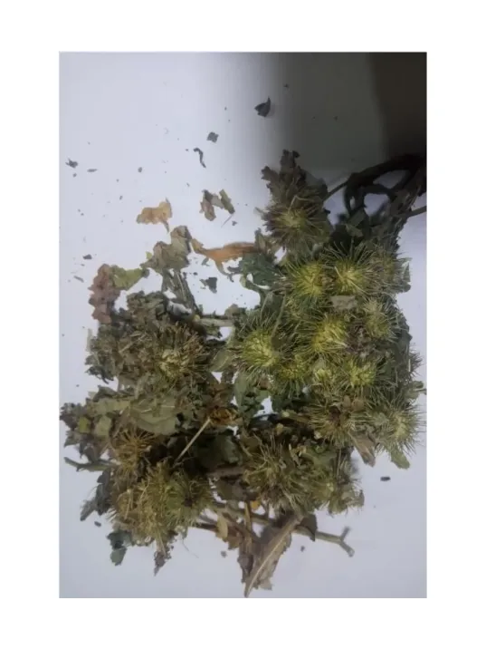 Dul Avrat Otu - Ulu Avrat Otu