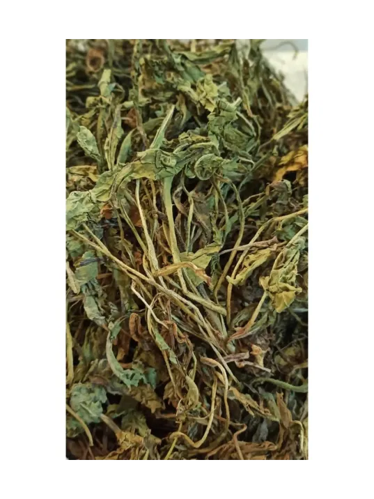 Karahindiba-taraxacum Officinale