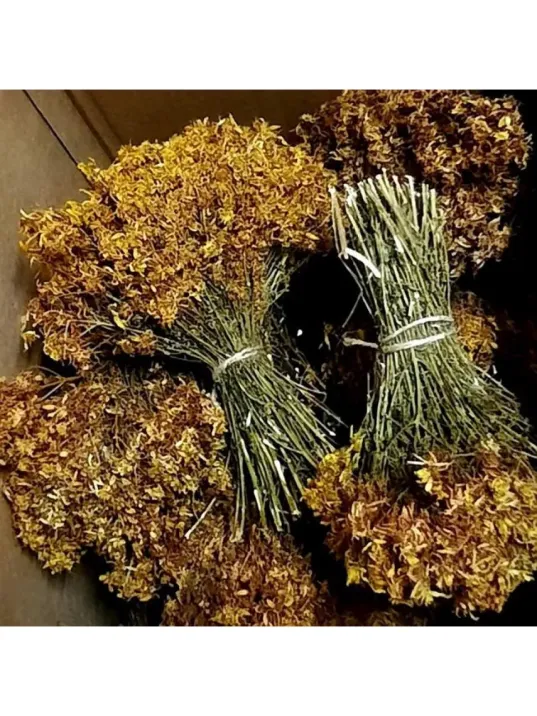 Kantaron Otu Sarı Demet