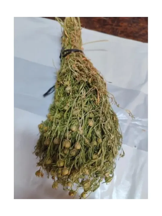 Üzerlik Otu Demet Yeşil 2025