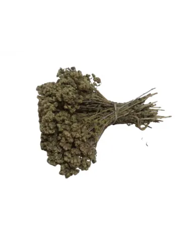 Kekik Bilya Demet Kekik Bilya Demet