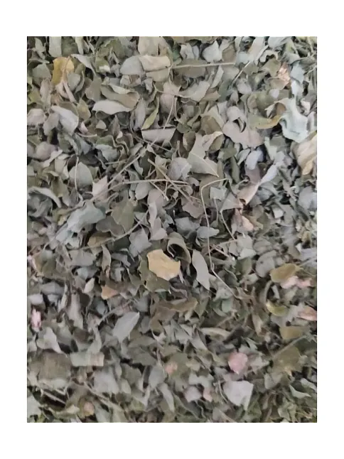 Moringa Yaprak