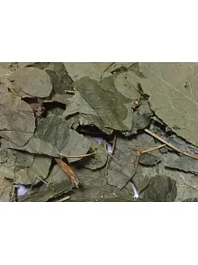 Azgın Tekke-keşiş Külahı-epimedyum Bitki