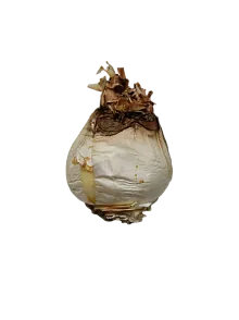 Ada Soğanı 5000 GR