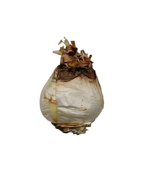 Ada Soğanı 1000 GR