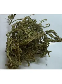 Kurt Pençesi-kibrit Otu-kurt Ayağı 500 GR