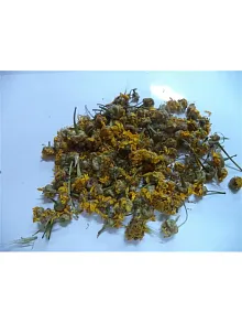 Papatya Sarı-alman Papatyası