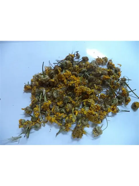 Papatya Sarı-alman Papatyası