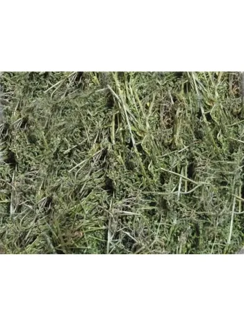 Yoğurt Otu/yapışkan 500 GR