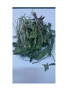 Sinirli Ot-damar Otu
