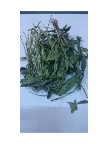 Sinirli Ot-damar Otu