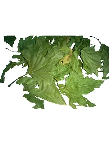 Çınar Yaprağı 500 GR