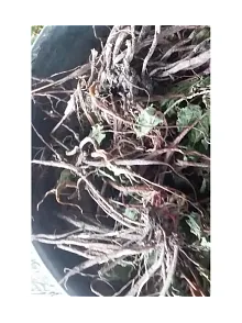 Kuzu Kulağı Kökü