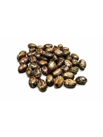 Abdülselam Fıstığı-hint Yağı Tohumu