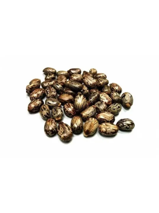 Abdülselam Fıstığı-hint Yağı Tohumu