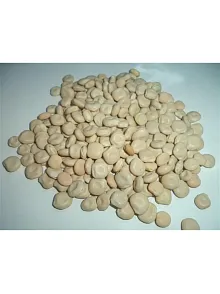 Acı Bakla-termiye-yahudi Baklası