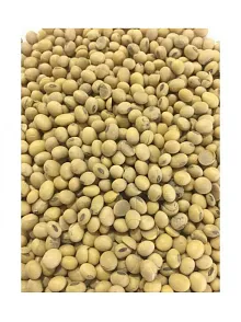 Soya Fasulyesi