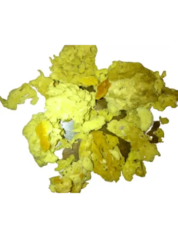 Deniz Süngeri İri Koyu Renkli