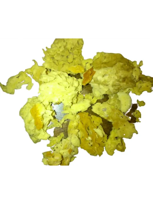 Deniz Süngeri İri Koyu Renkli