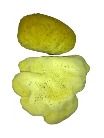 Deniz Süngeri Sarı Kilo