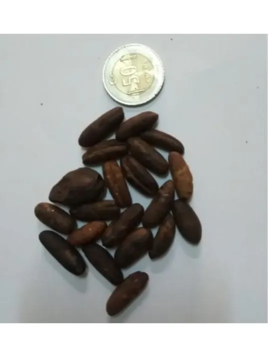 Hurma Çekirdeği Kavrulmuş Tane