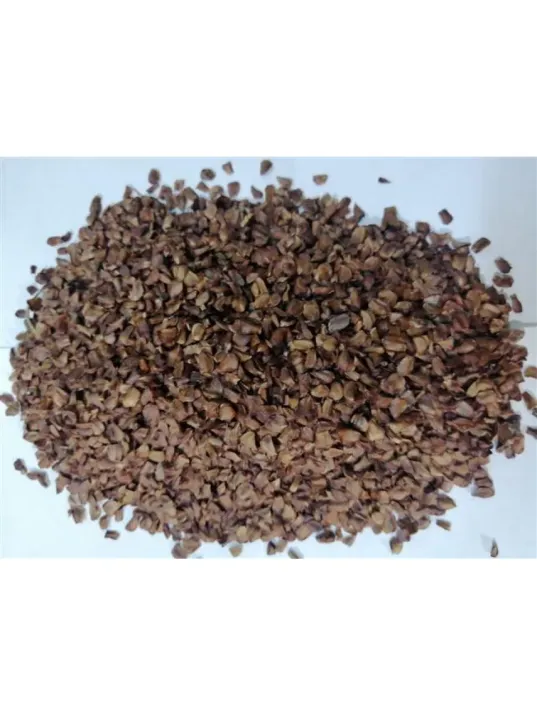 Selvi Kozalak Tohumu