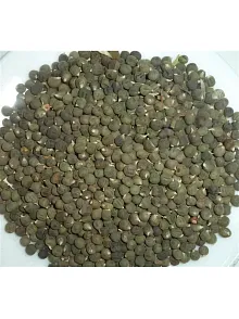 Bamya Tohumu