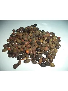 Defne Tohumu (tenel Toh.) 500 GR Defne Tohumu (tenel Toh.) 500 GR