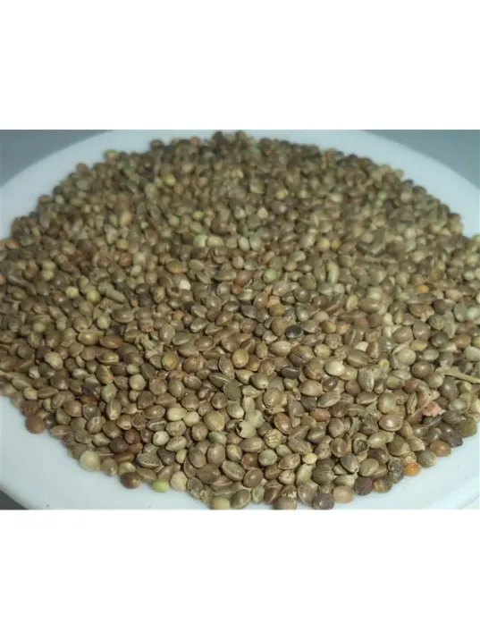 Kenevir Tohumu-kendir-çedene