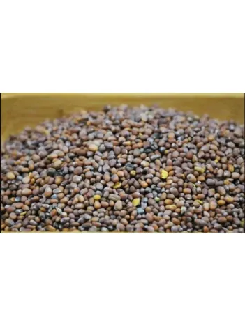 Turp Tohumu Siyah 500 GR