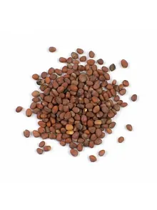 Turp Tohumu Kırmızı  500 GR