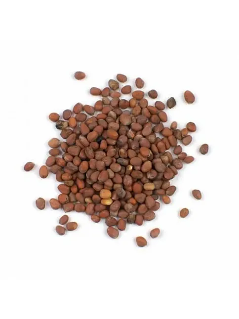 Turp Tohumu Kırmızı  100 GR