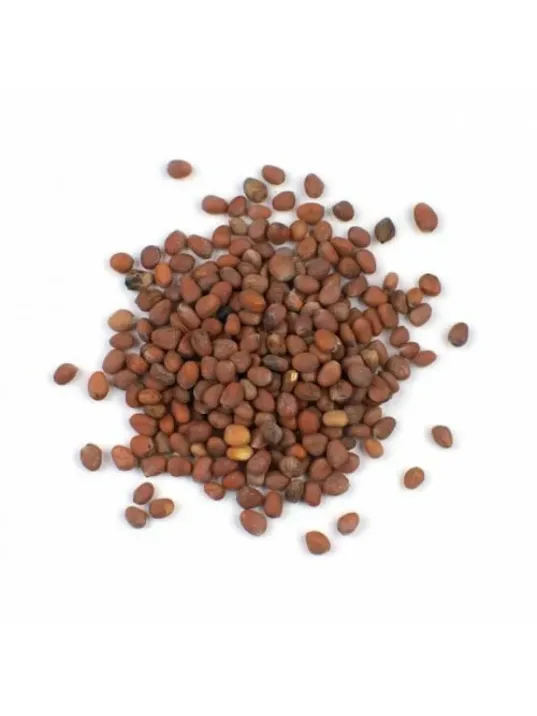 Turp Tohumu Kırmızı 100 GR Turp Tohumu Kırmızı 100 GR