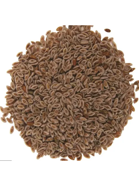 Karnıyarık Tohumu