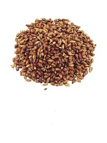 Süpürge Otu Tohumu 500 GR