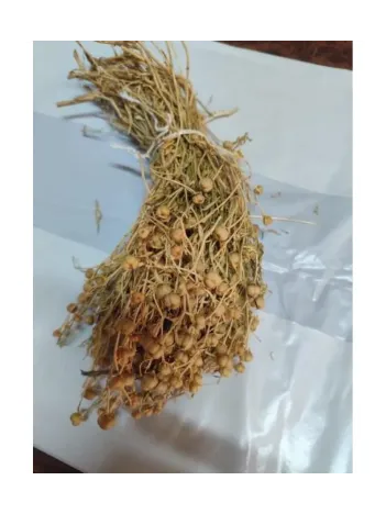 Üzerlik Otu Yakmalık Eski Mahsül Sarı Demet