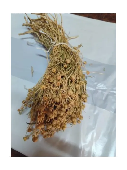 Üzerlik Otu Yakmalık Eski Mahsül Sarı Demet Üzerlik Otu Yakmalık Eski Mahsül Sarı Demet