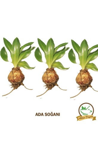 Ada Soğanı 250 Gr
